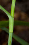 Spiderwort